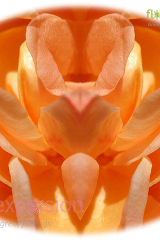 Orange Rose Petals