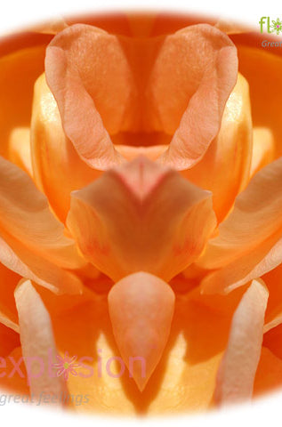 Orange Rose Petals