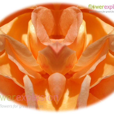Orange Rose Petals