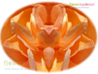 Orange Rose Petals