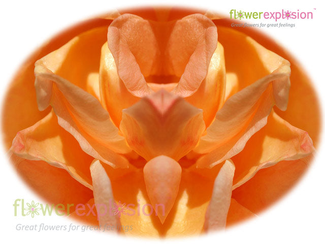 Orange Rose Petals