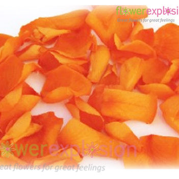Orange Rose Petals