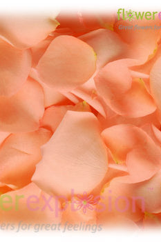 Peach Rose Petals
