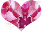 Pink Petals