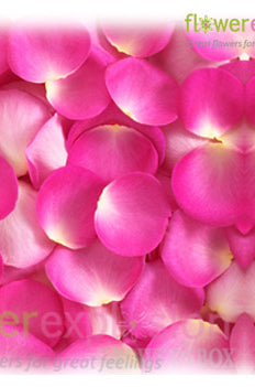 Pink Rose Petals