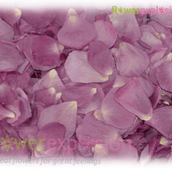 Lavender Petals
