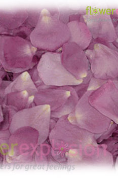 Lavender Petals