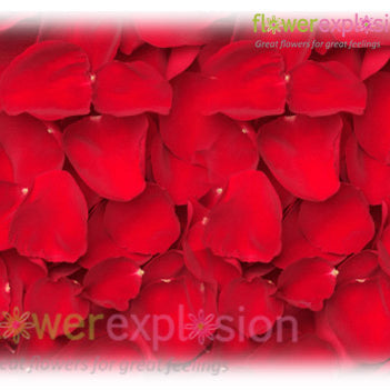Red Rose Petals