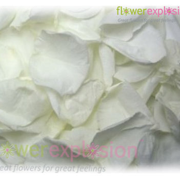 White Rose Petals