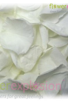 White Rose Petals