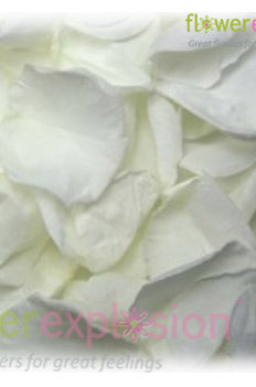 White Rose Petals
