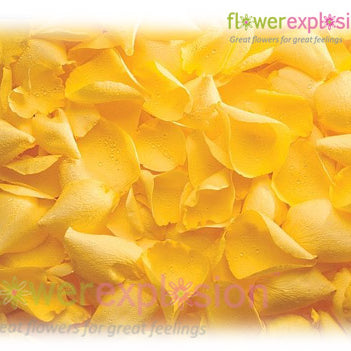 Yellow Rose Petals