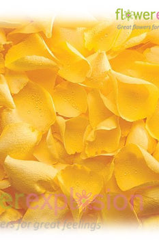 Yellow Rose Petals