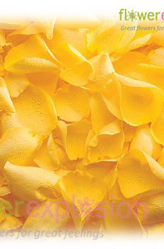 Yellow Rose Petals