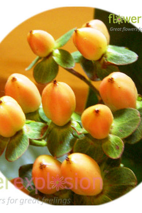 Yellow Peach Hypericum