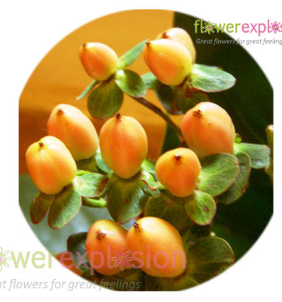 Yellow Peach Hypericum