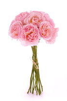 Garden Roses Princess Charlene