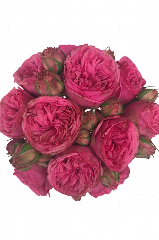 Pink Piano Garden Rose