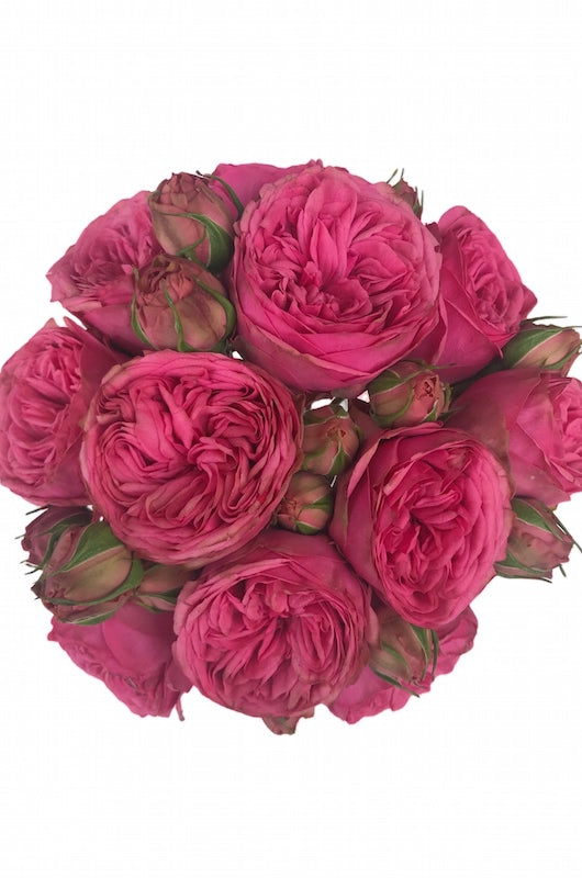 Pink Piano Garden Rose