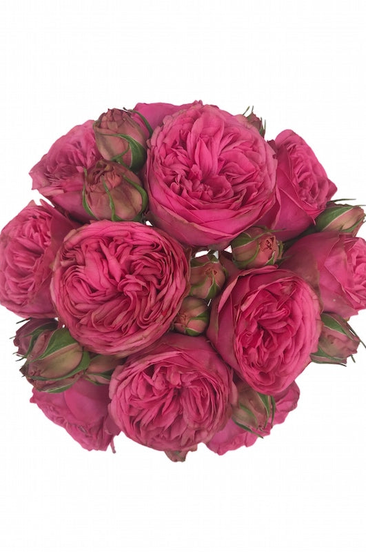 Pink Piano Garden Rose