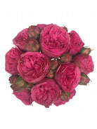 Pink Piano Garden Rose