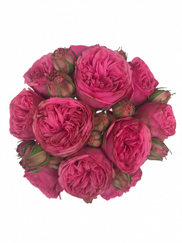 Pink Piano Garden Rose