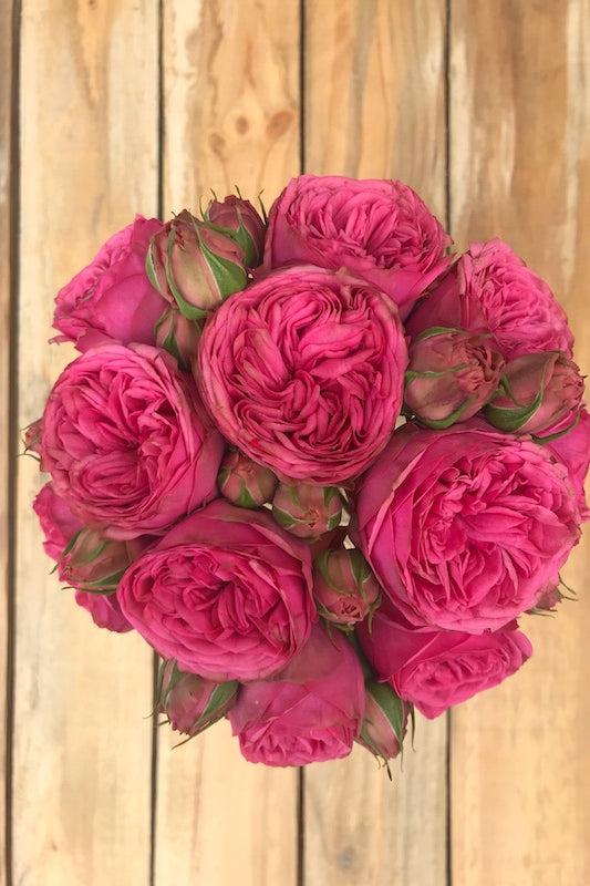Pink Piano Garden Roses