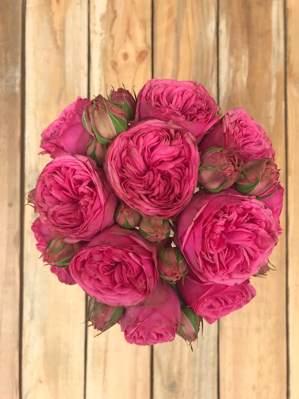 Pink Piano Garden Roses