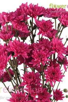 Lavender Cushion Poms