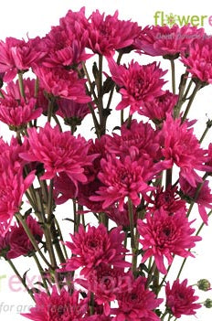 Lavender Cushion Poms