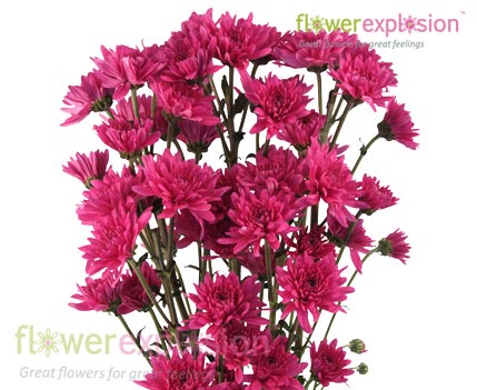 Lavender Cushion Poms