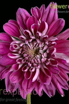 Lavender Cushion Poms