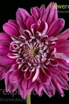 Lavender Cushion Poms