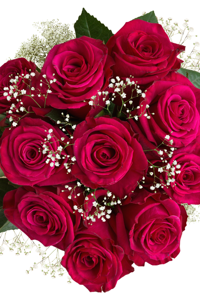 pink roses babys breath