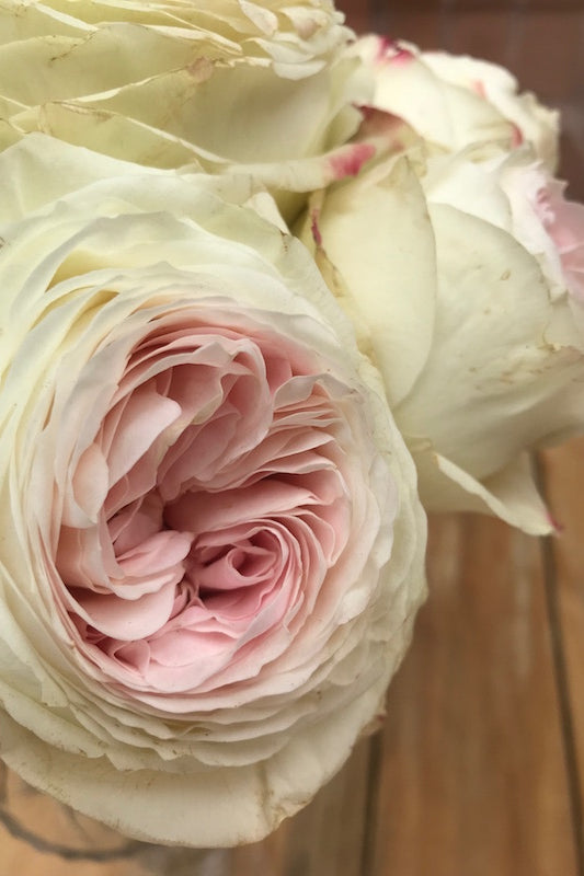 Pink Vintage Austin Garden Rose