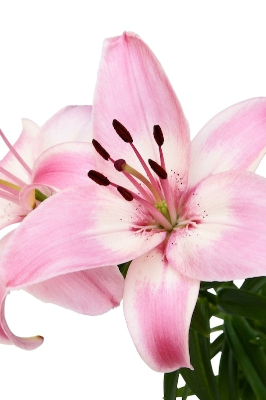Pink and White Asiatic Lily
