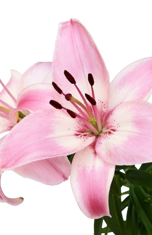 Pink and White Asiatic Lily