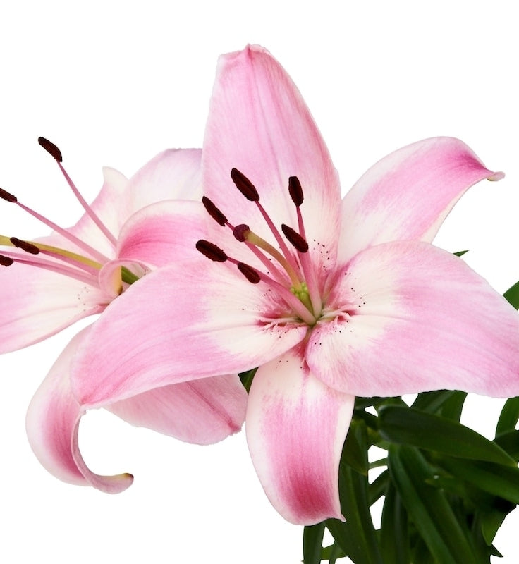 Pink and White Asiatic Lily