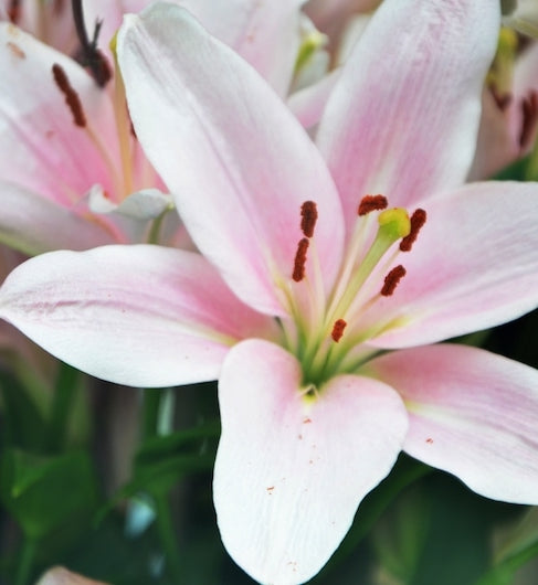 Samur White & Pink Hybrid Lily