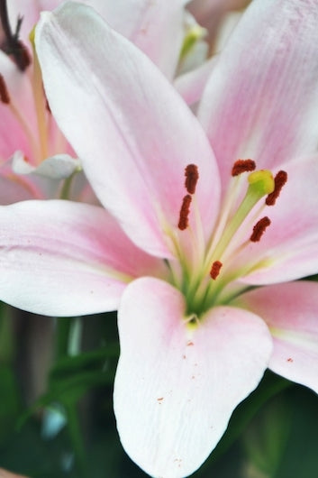 Samur White & Pink Hybrid Lily