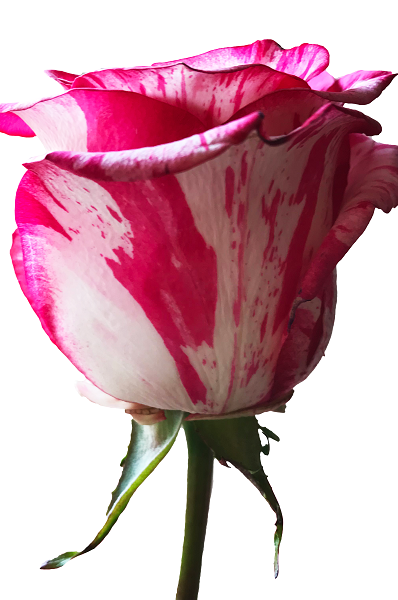 Pink and White Zebra Rose