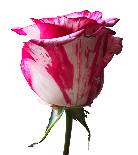 Pink and White Zebra Rose