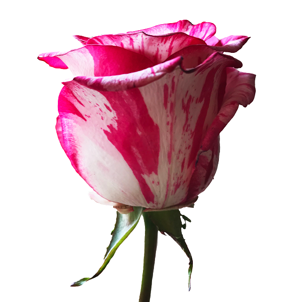 Pink and White Zebra Rose