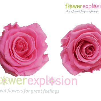 Light Pink Preserved Rose