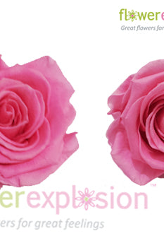 Light Pink Preserved Rose