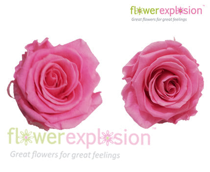 Light Pink Preserved Rose