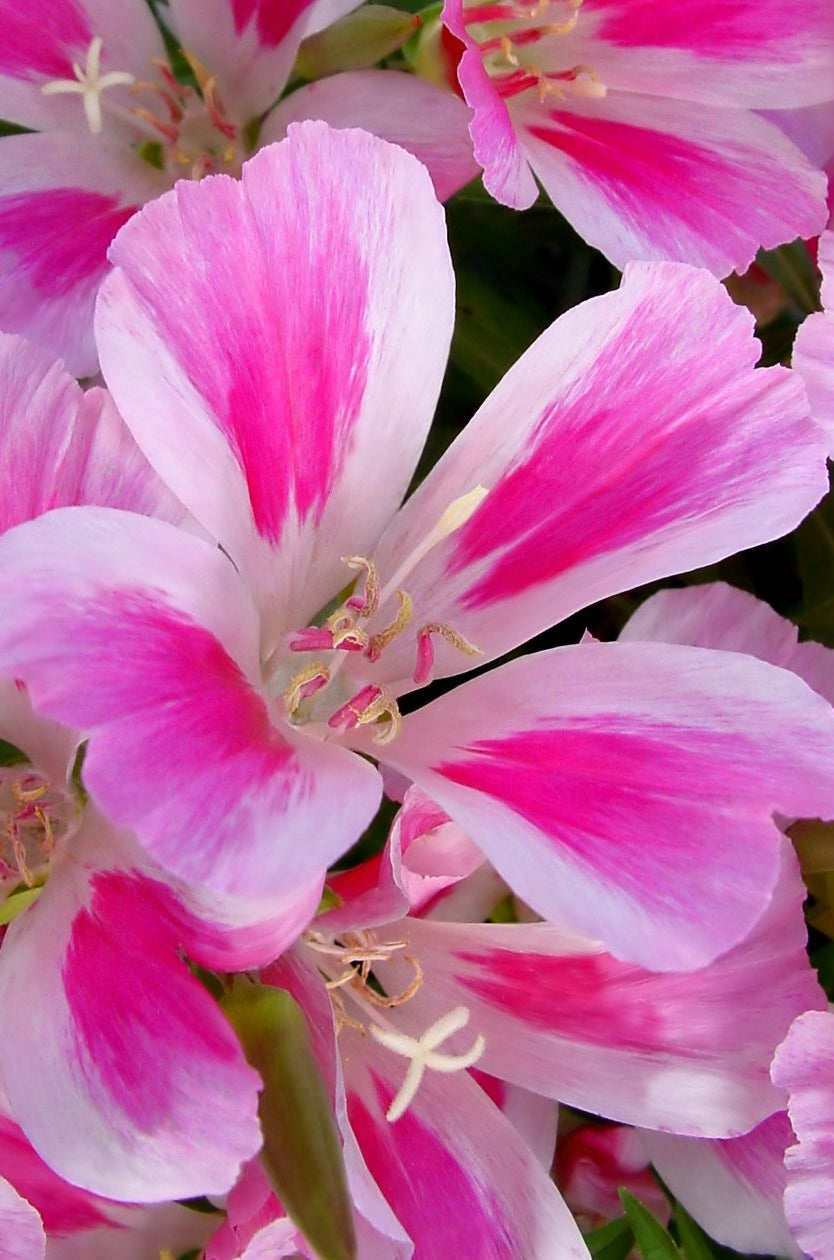 White & Pink Godetia