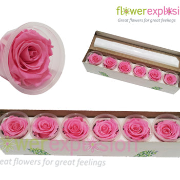 Light Pink Preserved Rose
