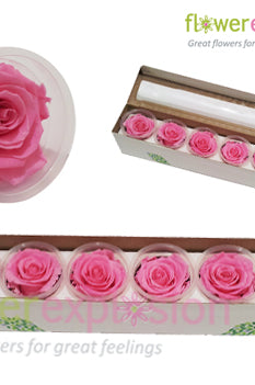 Light Pink Preserved Rose