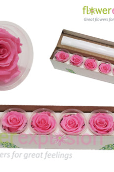 Light Pink Preserved Rose